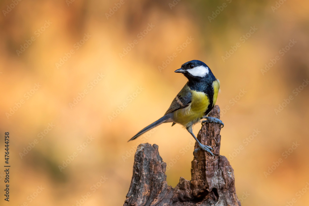 Fototapeta premium Beautiful bird. Nature background. Great Tit. 