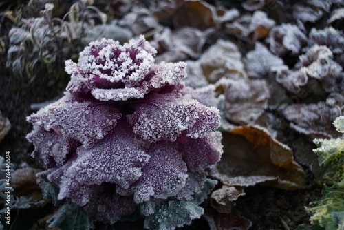 Farbiger schöner Zierkohl in einem Park mit Frost und Raureif auf seinen Blättern, angeordnet in einem großen runden Blumenbeet 