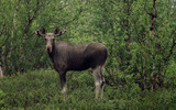 Moose in the woods
