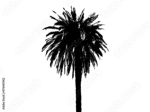 Palm tree silhouette close up, isolated on white background. Summer illustratoin, tropical tree. © E.Kotliarevskaia