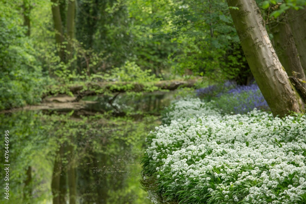 Fototapeta premium wild garlic next to a stream