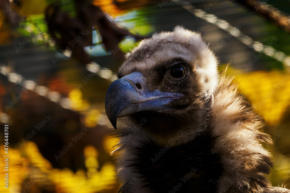 Portrait of a brown vulture in captivity. Portrait of a brown vulture in captivity.