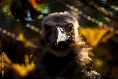 Foto Portrait of a brown vulture in captivity.