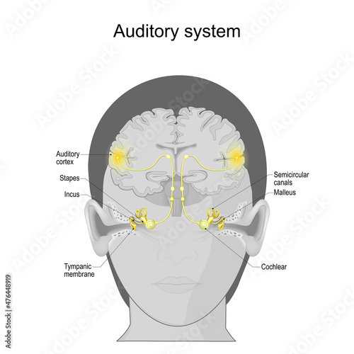 auditory system. sensory system. human ear anatomy