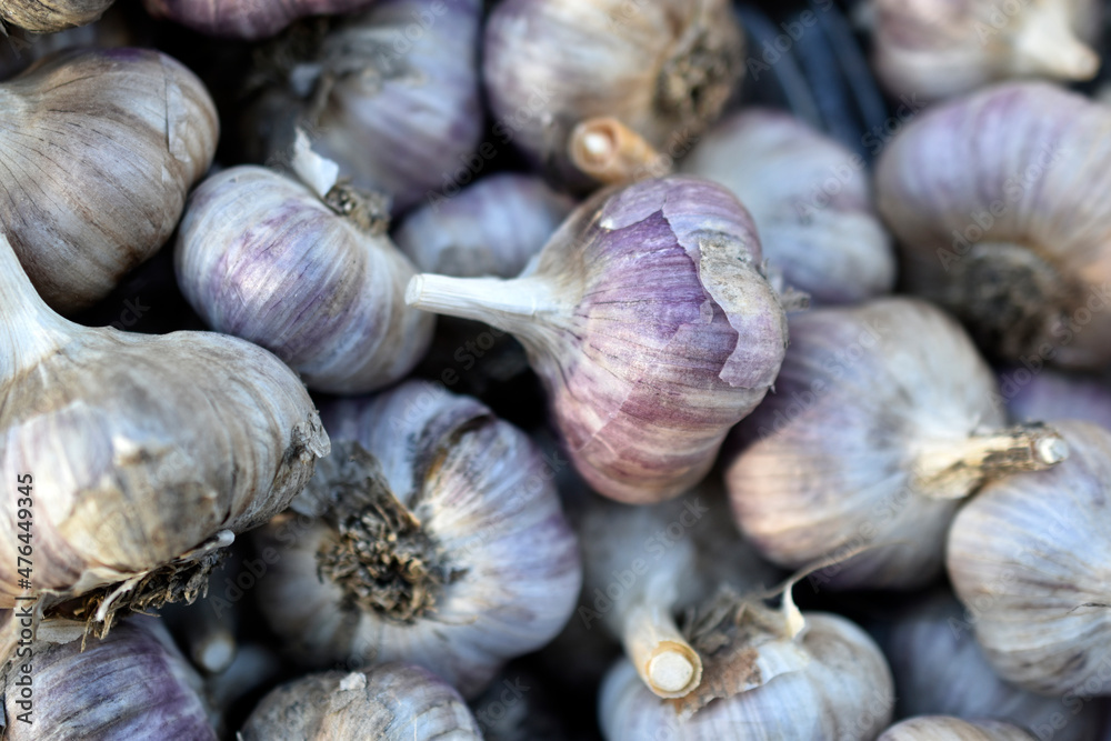 Fresh and juicy bulbs of Amaryllidaceae garlic in a heap Fresh and juicy bulbs of Amaryllidaceae garlic in a heap