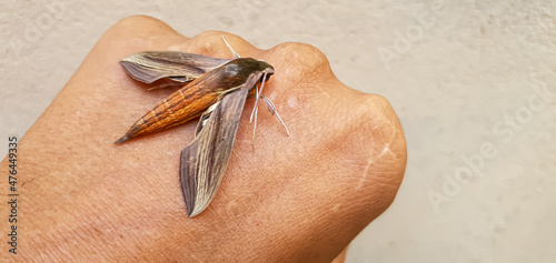 a moth in the hand