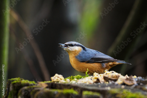 Nuthatch on a tree stump with food.