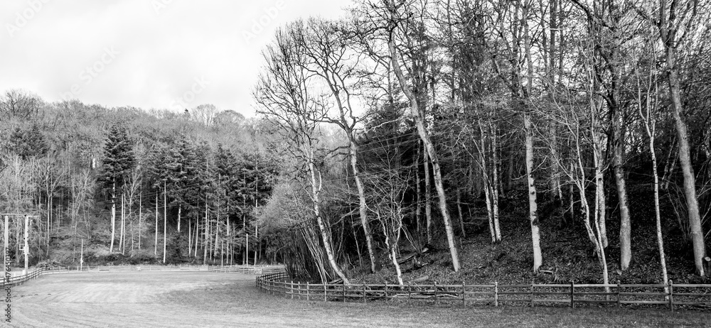 Fototapeta Black and white minimalist landscape photography of a forest in Strassen, Luxembourg