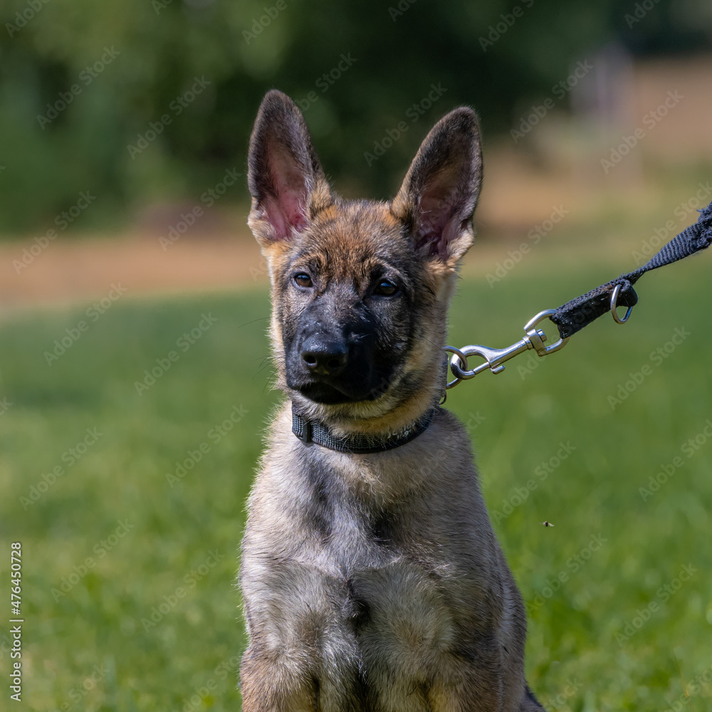 Dog portrait of an eleven weeks old German Shepherd puppy in green grass Dog portrait of an eleven weeks old German Shepherd puppy in green grass