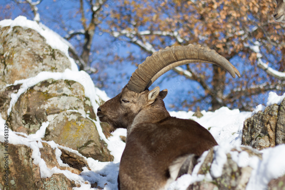 Male alpine ibex in its natural environment Male alpine ibex in its natural environment