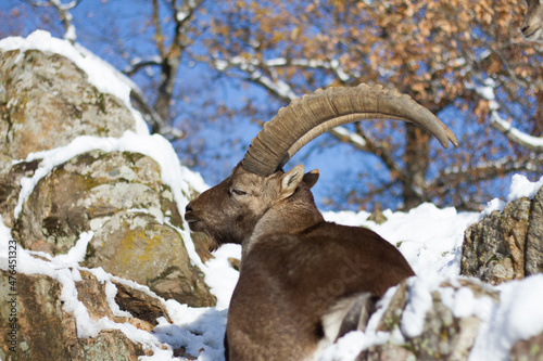 Male alpine ibex in its natural environment © Richard Cardenas