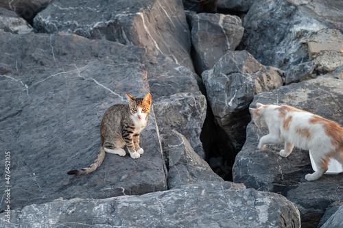 Photography Wild cats on a stone embankment in Istanbul in evening