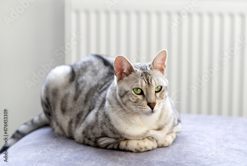 beautiful cat is lying on the couch and rests. Nice Silver spotted Bengal cat at home. close up photo