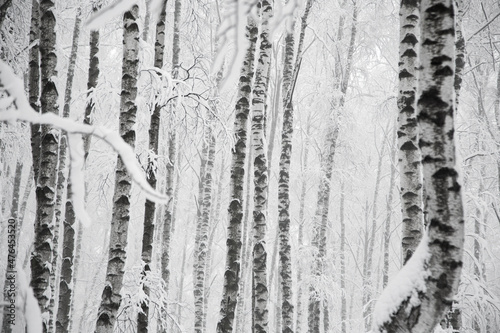 Snowy birches trees in forest, winter monochrome landscape