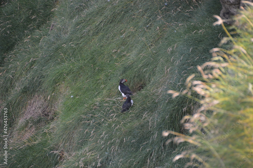 The cute colonies of Atlantic Puffins on Mykines Island in the Faroese mountains The cute colonies of Atlantic Puffins on Mykines Island in the Faroese mountains