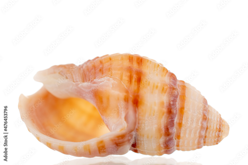 One sea shell, close-up, isolated on white.