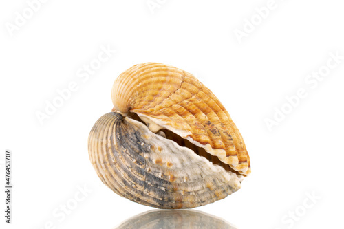 Two sea shells, close-up, isolated on white.
