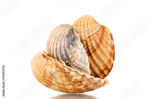 Three sea shells, close-up, isolated on white.