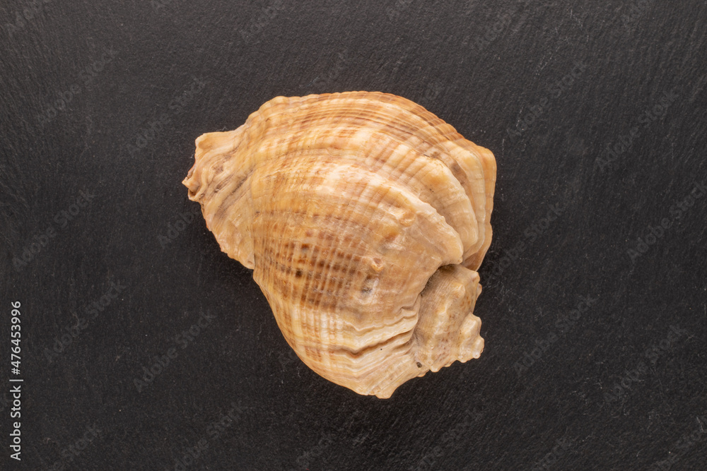 One seashell on a shale stone, close-up, top view.