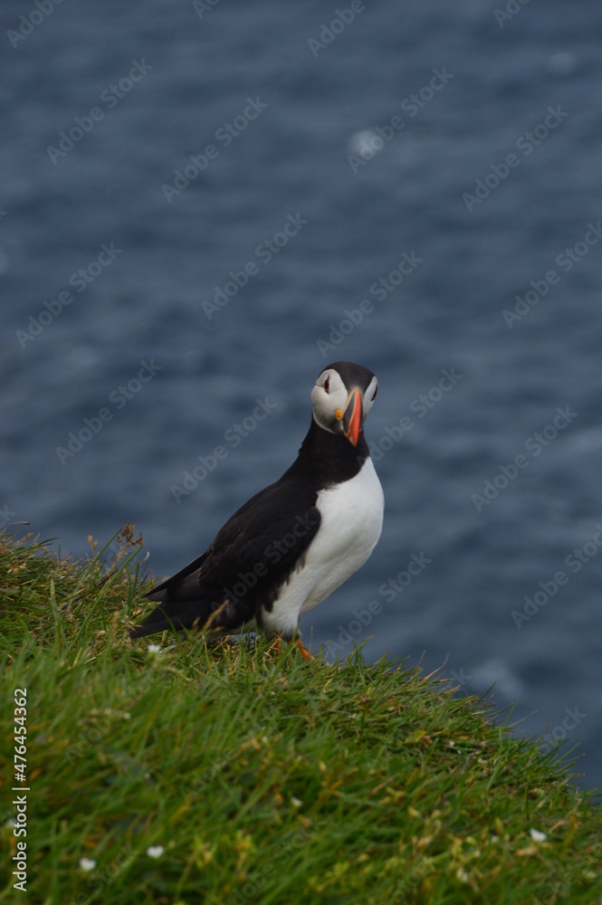 Naklejka premium The cute colonies of Atlantic Puffins on Mykines Island in the Faroese mountains