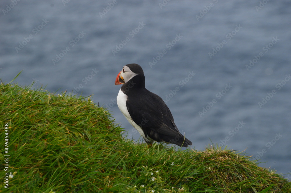 Obraz premium The cute colonies of Atlantic Puffins on Mykines Island in the Faroese mountains