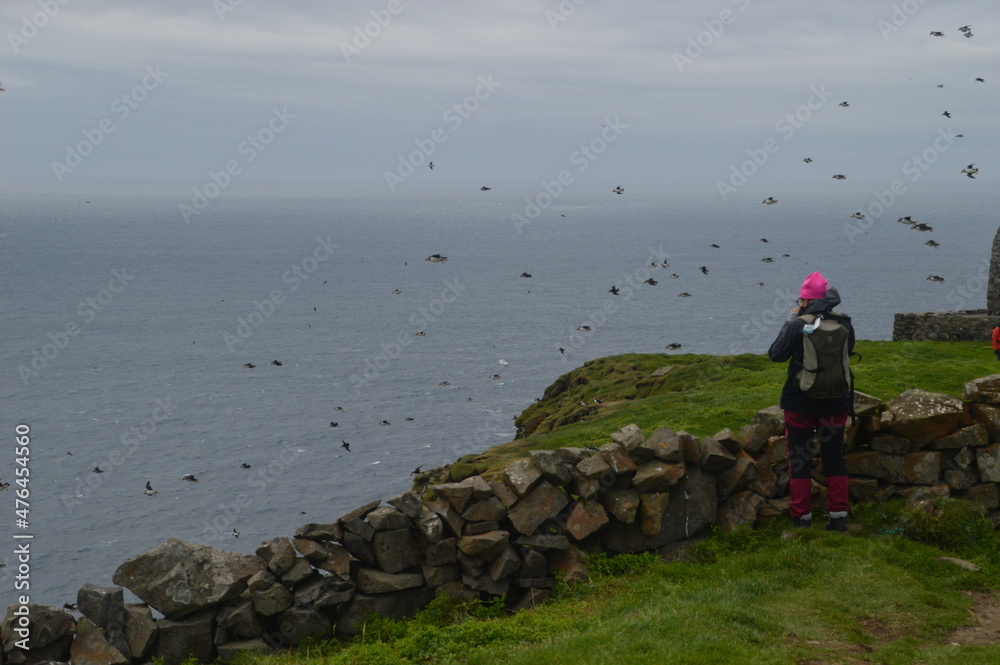 Φωτογραφία The large colonies of cute Atlantic Puffin birds on Mykines islands on the Faroe