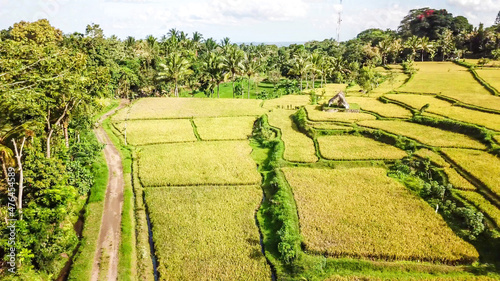 Fotografie, Tablou A drone shot of long stretching rice fields in Tetebatu, Lombok, Indonesia