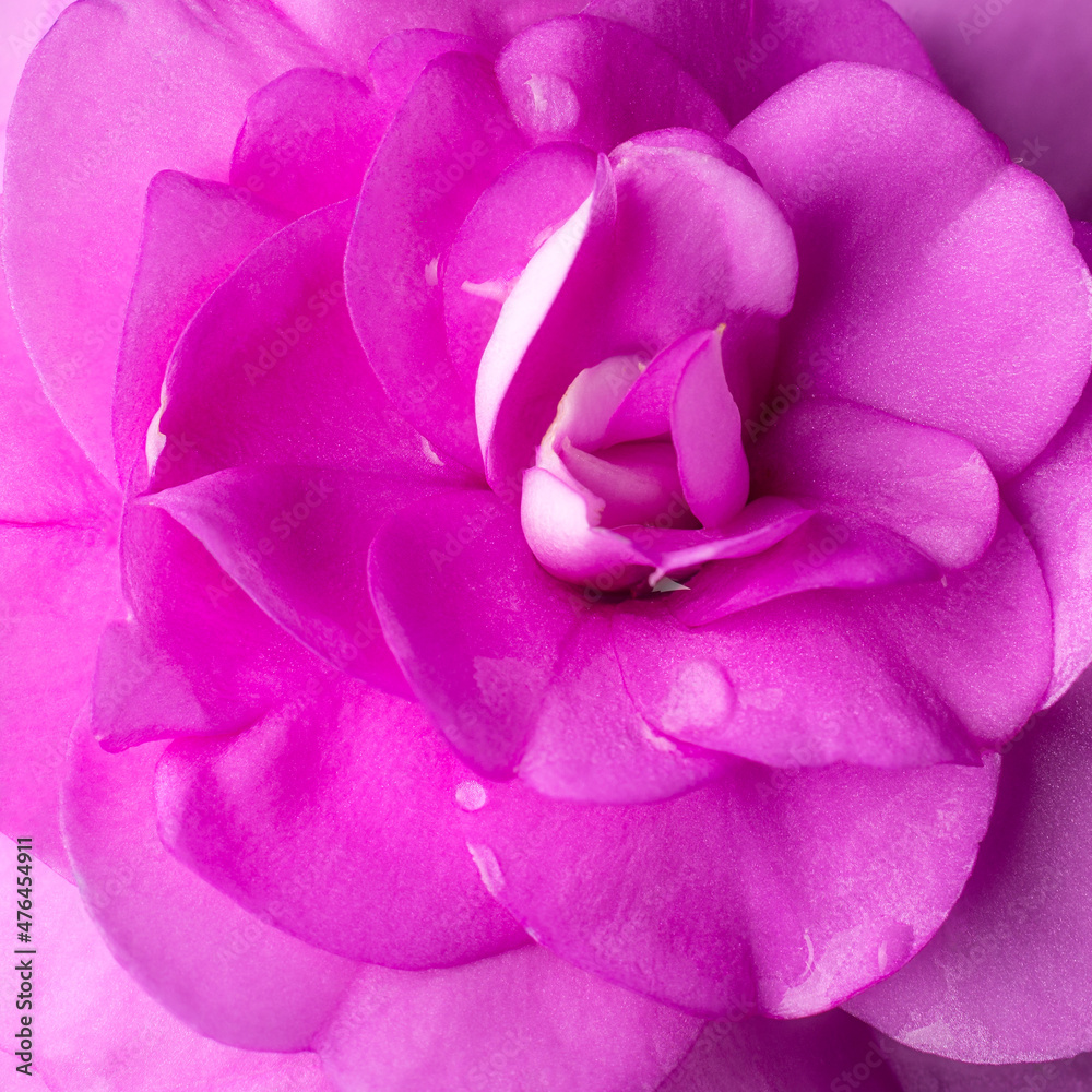 pink rose closeup, flower background, wallpaper, macro abstract pink rose closeup, flower background, wallpaper, macro abstract
