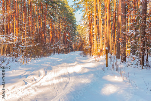 Winter forest landscape with pine trees, spruce, snow, tree shadows and forest road covered with snow in Northern Europe. 