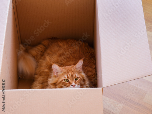 A red Maine coon cat looking out of a cardboard box