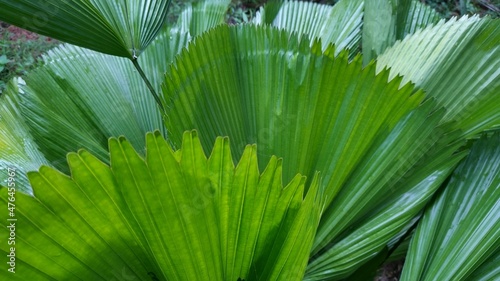 palm tree leaves