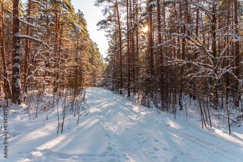Winter forest landscape with pine trees, spruce, snow, tree shadows and forest road covered with snow in Northern Europe. 