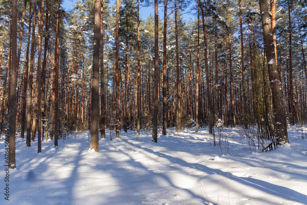 Winter forest landscape with pine trees, spruce, snow, tree shadows and forest road covered with snow in Northern Europe. 