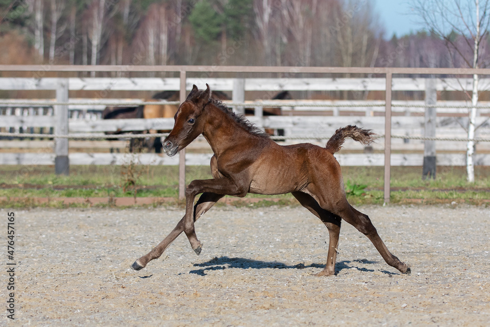 Young pretty arabian horse foal runs and frolics summer background Young pretty arabian horse foal runs and frolics summer background