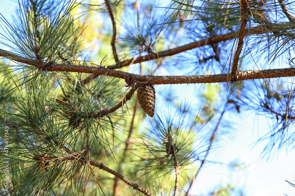 Beautiful pine cone on tree in forest Beautiful pine cone on tree in forest