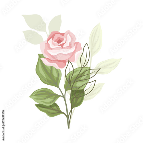 Beautiful Pink Rose Blossom on Stem with Green Leaf as Garden Flora Vector Illustration