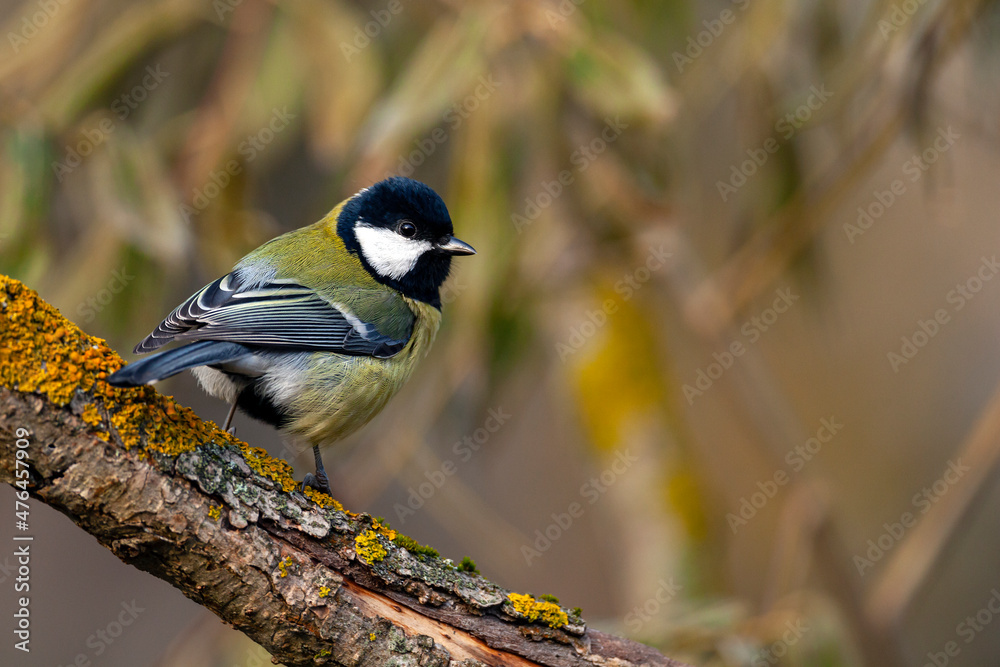 Obraz premium The great tit (Parus major) is a passerine bird in the tit family Paridae. 