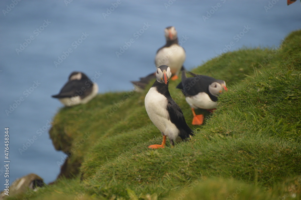 The large colonies of cute Atlantic Puffin birds on Mykines islands on the Faroe Islands The large colonies of cute Atlantic Puffin birds on Mykines islands on the Faroe Islands