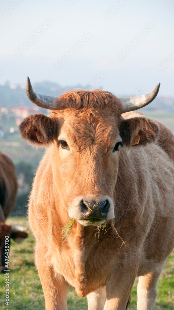 Cabeza de vaca marrón con cuernos pastando Cabeza de vaca marrón con cuernos pastando