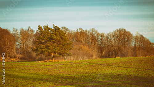 rural agricultural landscape in Latvia with lone wide pine tree andshallow forest in distance, blue stripped sky. Vintage look