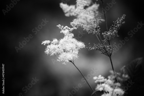 black and white version of meadowsweet flower, dark vignette photo