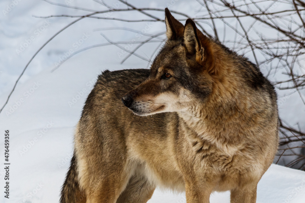 Naklejka premium beautiful wolf on a snowy road