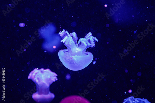 macro of a beautiful jellyfish catostylus mosaicus