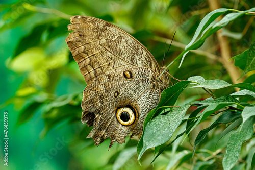 macro beautiful butterfly Caligo memnon