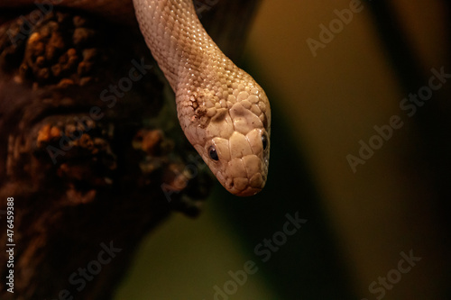 snake leucistic texas rat photo