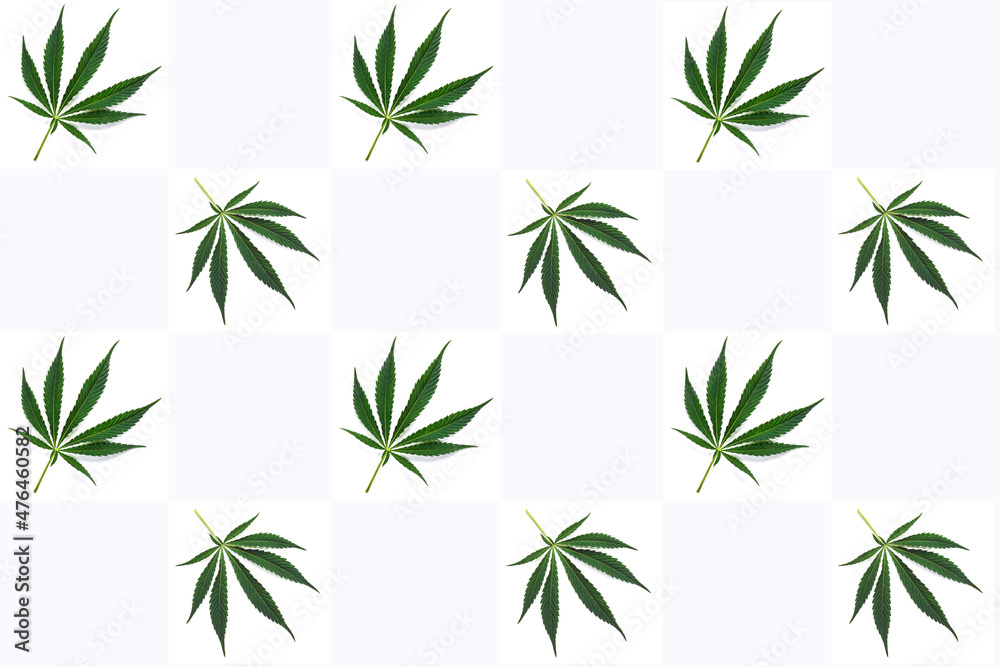 Background of green hemp leaves pattern. Top view