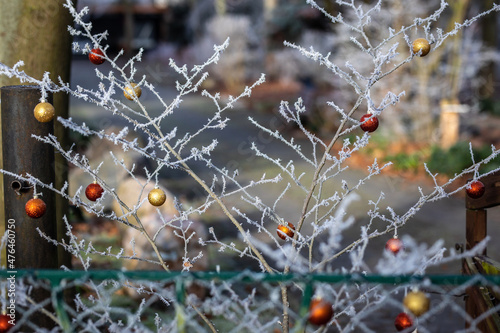 Busch im Garten hängt voll mit Christbaumkugeln zur Deko zu Weihnachten