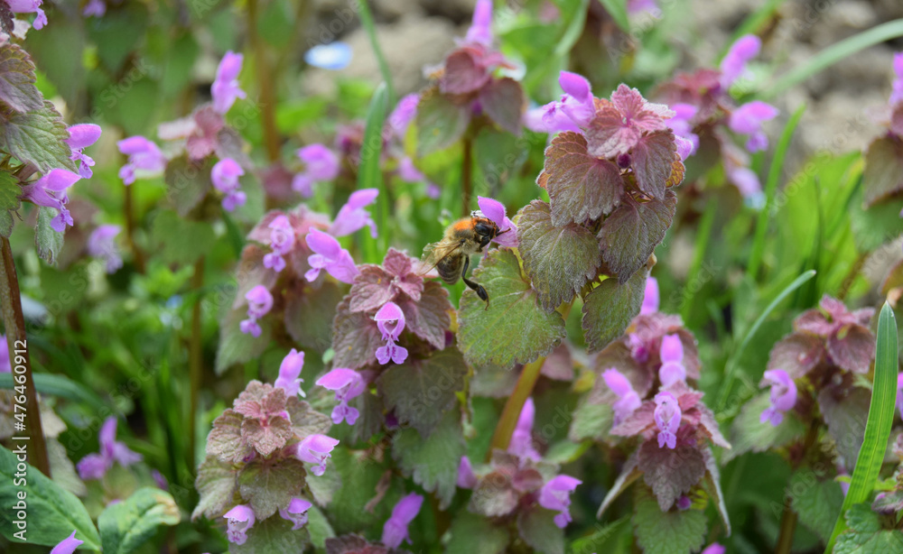 Close up view of a plant with purple flowers known as purple archangel and purple deadnettle in the family Lamiaceae. Selective focus Close up view of a plant with purple flowers known as purple archangel and purple deadnettle in the family Lamiaceae. Selective focus