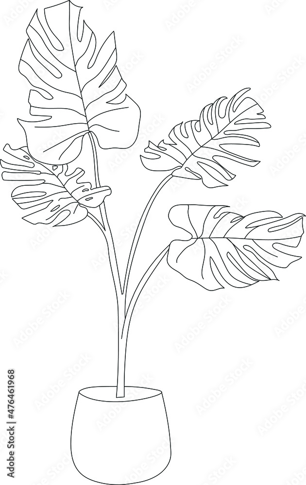 Isolated monstera plant drawing. Hand drawn vector house plant.