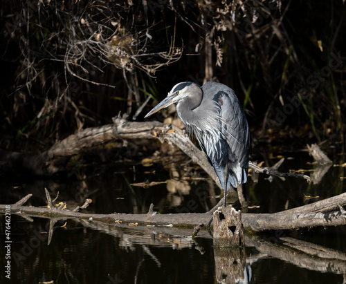 Great Blue Heron Perched on Log